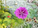 Xiaomi 11T a 11T Pro
