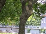 Samsung Galaxy S25 FE 