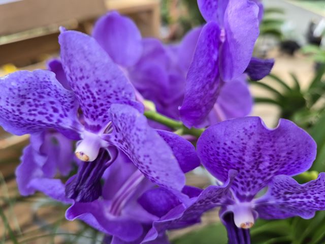 Samsung Galaxy Z Flip7 FE