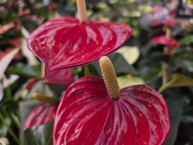 Samsung Galaxy Z Flip7 FE