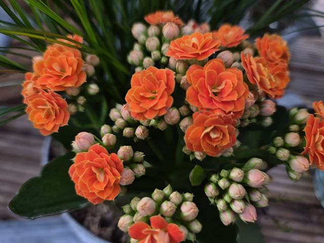 Samsung Galaxy Z Flip7 FE