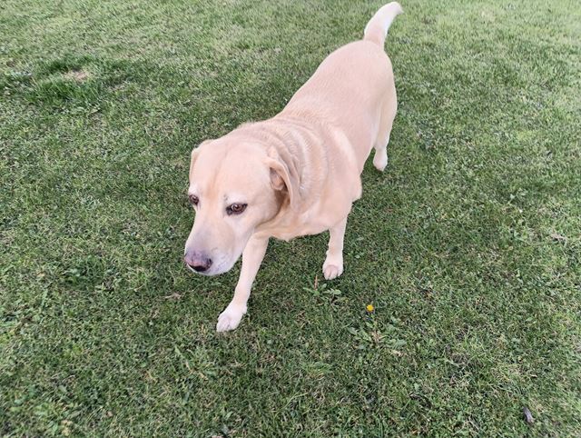 Nothing Phone (3a) Lite