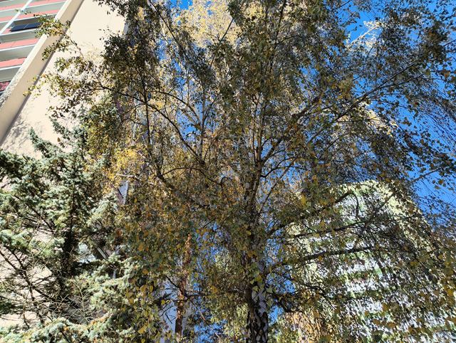 Nothing Phone (3a) Lite