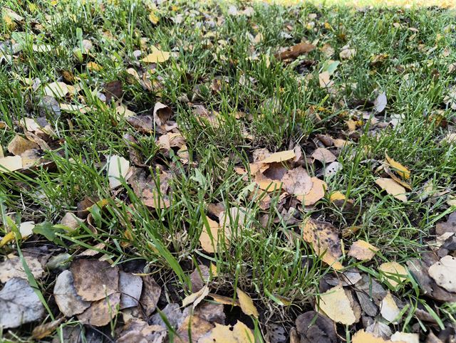 Nothing Phone (3a) Lite