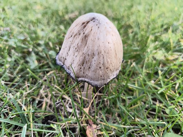 Nothing Phone (3a) Lite