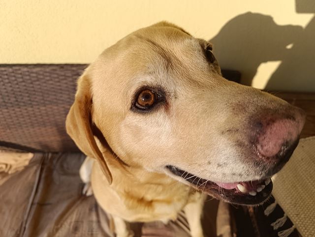 Xiaomi Redmi Note 15 Pro 4G