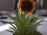 Xiaomi 14T Pro